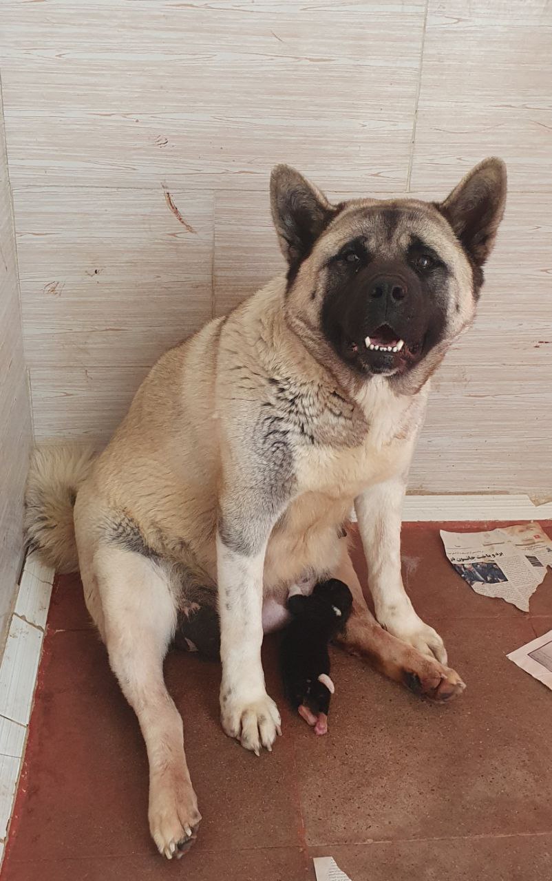 مولد نژاد آکیتا کیتا